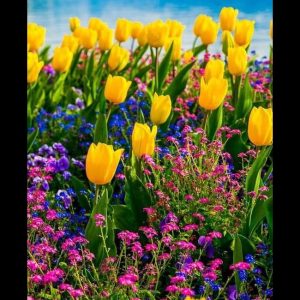 Tulip ফুলের বীজ