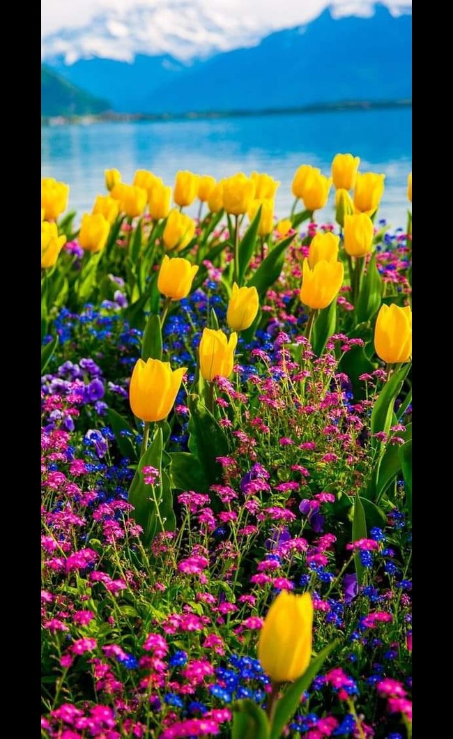 Tulip ফুলের বীজ