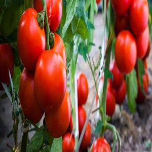 ইতালিয়ান হাইব্রিট