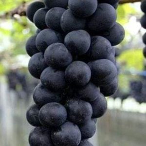 আঙ্গুর ফলের বীজ