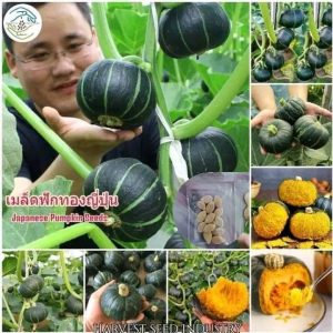 জাপানি ছোট জাতের কালো মিষ্টিকুমড়া