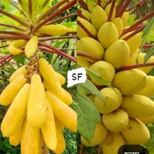 পেঁপে ফলের বীজ ১ প্যাকেটের মূল্য ৩৯৯